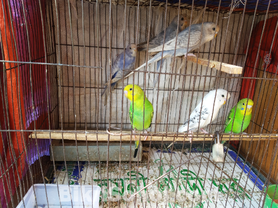 বার্জিগার পাখি বিক্রি